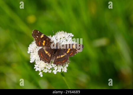 Karte Schmetterling Fütterung auf Blume, Europakarte, Araschnia levana Stockfoto