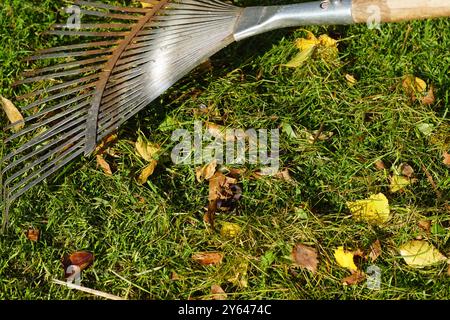 Nahaufnahme Herbstbirkenblätter und gemähtes Gras mit einem Metallblattrecht auf dem Rasen. Niederländischer Garten, Herbst, September, Niederlande. Stockfoto