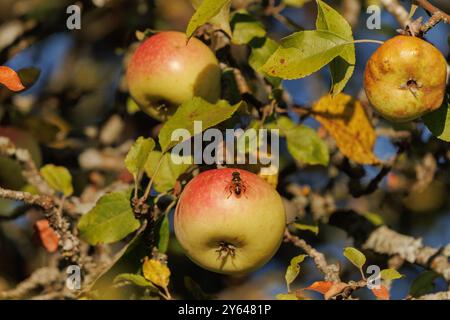 Äpfel auf Ästen von Apfelbäumen an einem sonnigen Tag. Stockfoto