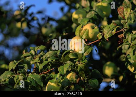 Äpfel auf Ästen von Apfelbäumen an einem sonnigen Tag. Stockfoto