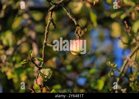 Äpfel auf Ästen von Apfelbäumen an einem sonnigen Tag. Stockfoto