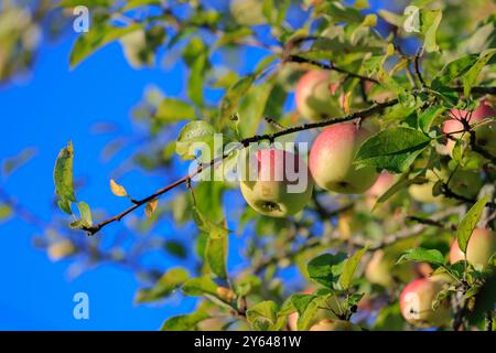 Äpfel auf Ästen von Apfelbäumen an einem sonnigen Tag. Stockfoto