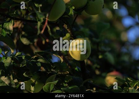 Äpfel auf Ästen von Apfelbäumen an einem sonnigen Tag. Stockfoto