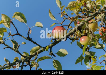 Äpfel auf Ästen von Apfelbäumen an einem sonnigen Tag. Stockfoto