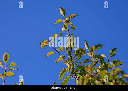 Äpfel auf Ästen von Apfelbäumen an einem sonnigen Tag. Stockfoto