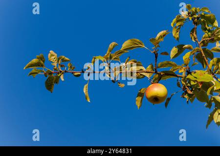 Äpfel auf Ästen von Apfelbäumen an einem sonnigen Tag. Stockfoto