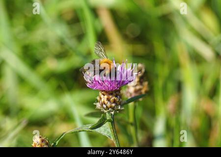 Gemeine Karderbiene (Bombus pascuorum) an rot-violetten Blüten der braunen Knabenkraut (Centaurea jacea), Familie Asteraceae. Verschwommenes hohes Gras am Rande. Stockfoto