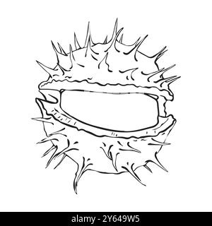 Geöffnete Kastanienfrüchte im linearen Stil. Vektorabbildung. Stock Vektor