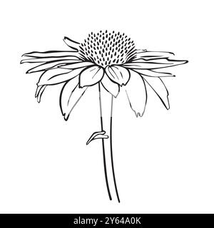 Illustration der Vektorumrisse des Echinacea-Vektors. Handgezeichnetes Echinacea-Clipart. Schwarze Linie Echinacea. Linearzeichnung der Heilkräuter auf dem Hintergrund Stock Vektor