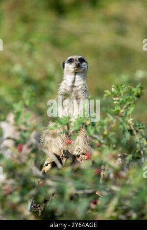 Erdmännchen halten im Dienst Ausschau nach möglichen Raubtieren. Stockfoto