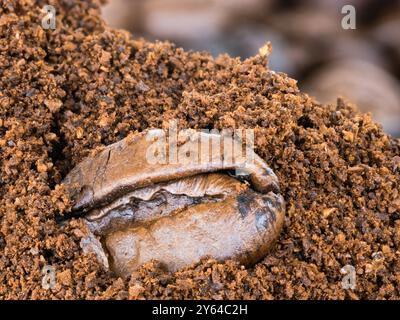 Makrofoto von Kaffeebohne auf frisch gemahlenem Kaffee. Stockfoto