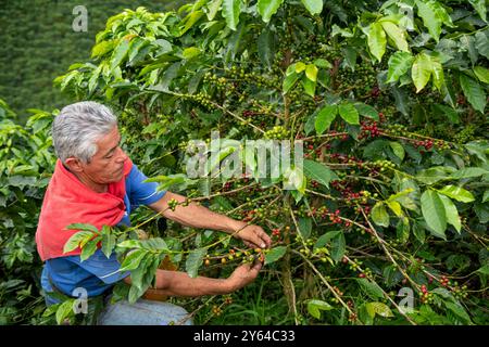 Latino-Mann, der Kaffeebeeren aus einer Kaffeepflanze sammelt, Bio-Kaffeeplantage in Kolumbien, Manizales, Kolumbien - Stockfoto Stockfoto