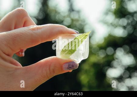 Frau Hand hält und zeigt grüne frische Pfefferminze Mentha piperita Blatt im Eiswürfel. Hintergrundlicht im Freien, sonniger Tag. Stockfoto