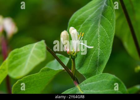 Lonicera Xylosteum, Fliegengesicht weiße Blüten verschlossen selektiven Fokus. Stockfoto