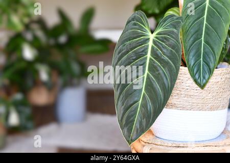 Exotische "Philodendron Melanochrysum"-Zimmerpflanze mit langen Samtblättern im Blumentopf auf dem Tisch im Wohnzimmer Stockfoto