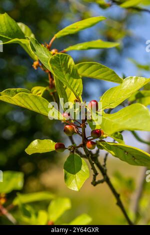 Prunus padus Vogelkirsche Hackberry Heidelbeere, Mayday-Baumzweige mit schwarzen Beeren und gelben Blättern auf verschwommenem Hintergrund. Stockfoto