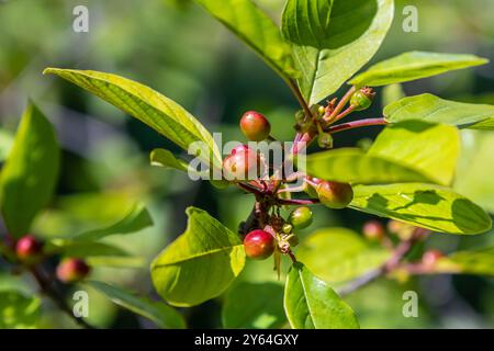 Prunus padus Vogelkirsche Hackberry Heidelbeere, Mayday-Baumzweige mit schwarzen Beeren und gelben Blättern auf verschwommenem Hintergrund. Stockfoto