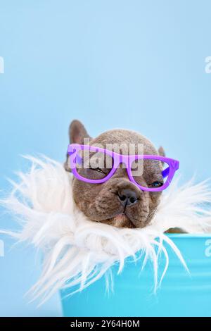 Nahaufnahme des lustigen französischen Bulldog-Hündchens mit Lesebrille schlafend in Eimer auf blauem Hintergrund mit Kopierraum Stockfoto