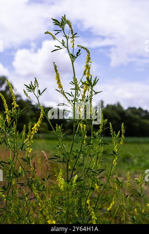 In der Wildblüte Melilotus officinalis - Honig, ätherisches Öl und Heilpflanze. Stockfoto