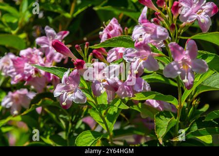 Weigela Bristol Rubin rote Blumen - lateinischer Name - Weigela florida Bristol Ruby. Stockfoto