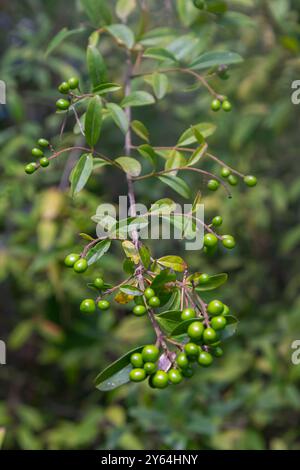 Wilde, gemeine oder europäische Ligustrum vulgare Früchte und Beeren auf natürlichem grünem Hintergrund. Stockfoto