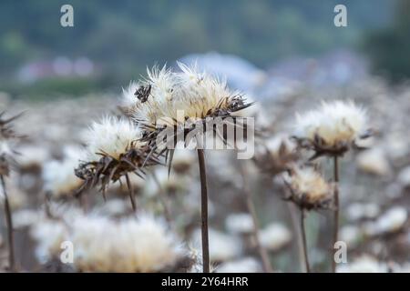 Mariendistel Samenkopf - lateinischer Name - Silybum marianum. Stockfoto