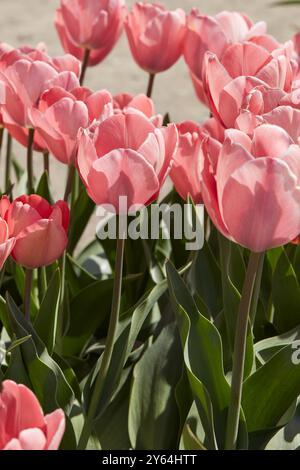 Tulip Mystic van Eijk, rosa Blumen im Frühlingssonnenlicht Stockfoto