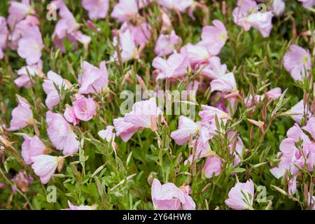 Oenothera speciosa rosea oder rosa Nachtkerzenblüten Textur Hintergrund Stockfoto