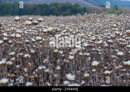 Mariendistel Samenkopf - lateinischer Name - Silybum marianum. Stockfoto