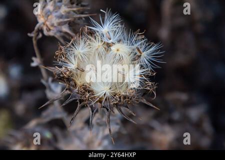 Mariendistel Samenkopf - lateinischer Name - Silybum marianum. Stockfoto