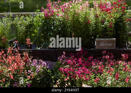 Salviapflanzen mit bunten Blumen in Rot, weiß und Rosa, Sonnenlicht Stockfoto