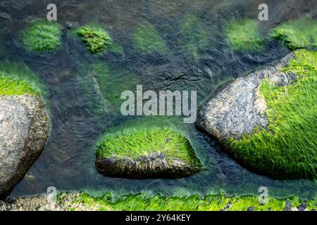 Hellgrünes Moos wächst auf dem Meer Stein von oben Blick. Grüne Algen bedeckte Küstenfelsen Stockfoto