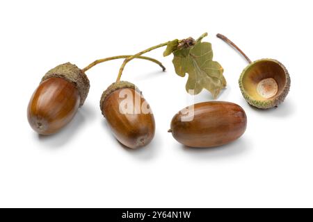 Braune Herbsteiche Nüsse und Kupule nah oben isoliert auf weißem Hintergrund Stockfoto