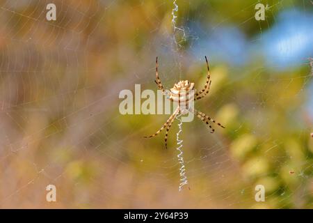 Nahaufnahme einer Argiope-Lobata auf ihrem Spinnennetz Stockfoto