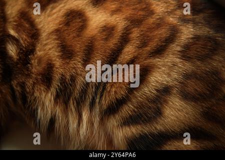 Detaillierte Nahaufnahme eines Leoparden-bengalischen Katzenpelzes mit den komplizierten Mustern und den satten, warmen Farben des Fells. Perfekt für Natur, Tierwelt und Stockfoto