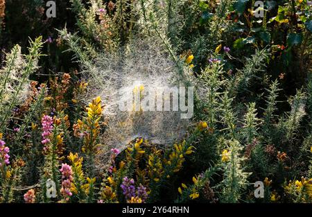 Feuchte Spinnen auf gelbem Ginster und Heidekraut, norfolk, england Stockfoto
