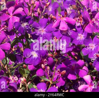 Leuchtend violette Flüsse von Tibouchina granulosa, Tibouchina „Alstonville“ (Lasandra, Ruhm-Busch), die die Seite des Strauchs im australischen Garten bedecken. Stockfoto