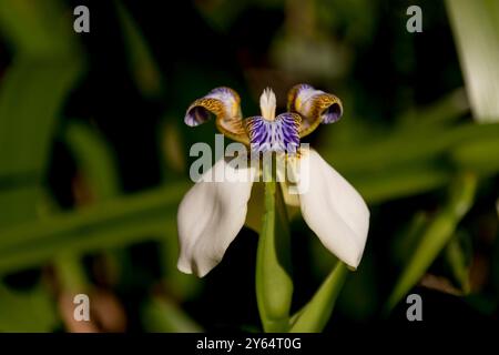 Aufwändig gemusterte Blume von Walking Iris, neomarica gracilis, die als Bodendecke im australischen Garten verwendet wird. Sie stammt aus Mittel- und Südamerika. Stockfoto