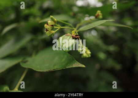 Diese Heilpflanze, die oft mit Spiritualität und Ruhe verbunden ist, ist ein wahres Juwel der Natur. Seine weiße Blume entfaltet sich am Abend. Stockfoto