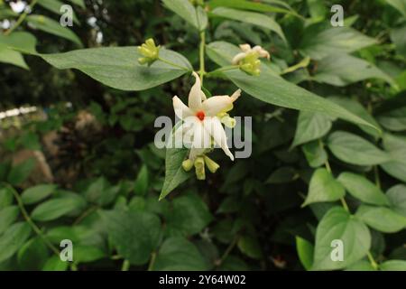 Diese Heilpflanze, die oft mit Spiritualität und Ruhe verbunden ist, ist ein wahres Juwel der Natur. Seine weiße Blume entfaltet sich am Abend. Stockfoto