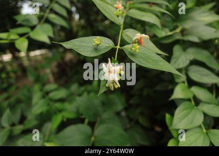 Diese Heilpflanze, die oft mit Spiritualität und Ruhe verbunden ist, ist ein wahres Juwel der Natur. Seine weiße Blume entfaltet sich am Abend. Stockfoto