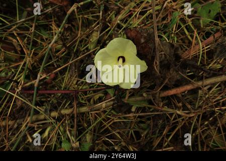 Der Abelmoschus Manihot, auch bekannt als Samtblatt oder Okra, zeigt seine leuchtend gelben Blüten mit einem Hauch von Rot in der Mitte dieser Blume. Stockfoto