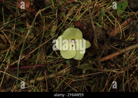 Der Abelmoschus Manihot, auch bekannt als Samtblatt oder Okra, zeigt seine leuchtend gelben Blüten mit einem Hauch von Rot in der Mitte dieser Blume. Stockfoto