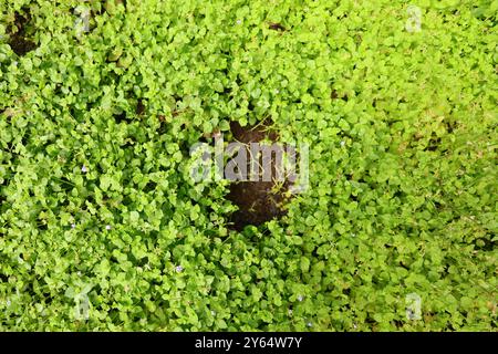 Treffen Sie die zarte Lindernia dubia, eine bezaubernde Wasserpflanze, die Wasserstraßen einen Hauch von Eleganz verleiht. #Lindernia #Naturfotografie #Nearwaterworld' Stockfoto