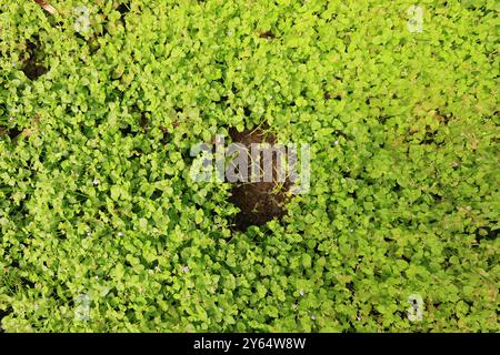 Treffen Sie die zarte Lindernia dubia, eine bezaubernde Wasserpflanze, die Wasserstraßen einen Hauch von Eleganz verleiht. #Lindernia #Naturfotografie #Nearwaterworld' Stockfoto