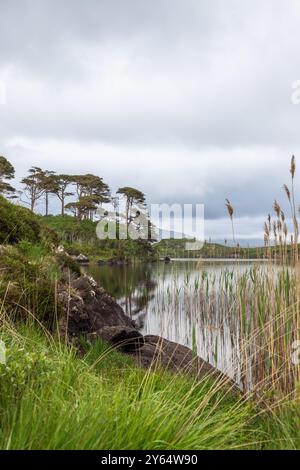 Hohe Kiefern erheben sich auf Pine Island, die sich im ruhigen Wasser eines Sees in Connemara, Galway, Irland, spiegeln. Hohes Schilf und dichtes Grün umrahmen diese tr Stockfoto