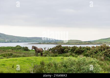 Ein einsames Pferd weidet auf einem üppigen Feld in der Nähe der Küste von Connemara, Irland. Die ruhige Szene fängt die natürliche Schönheit der Landschaft ein Stockfoto