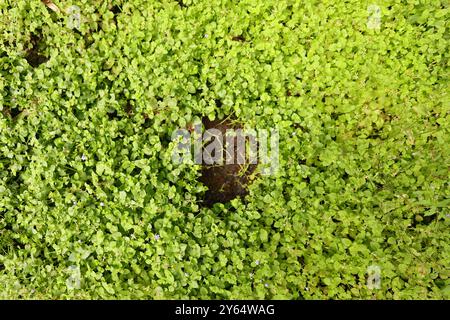 Treffen Sie die zarte Lindernia dubia, eine bezaubernde Wasserpflanze, die Wasserstraßen einen Hauch von Eleganz verleiht. #Lindernia #Naturfotografie #Nearwaterworld' Stockfoto