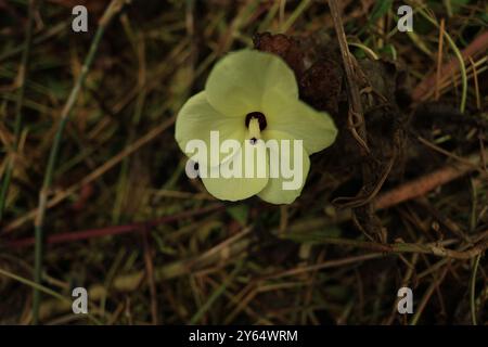 Der Abelmoschus Manihot, auch bekannt als Samtblatt oder Okra, zeigt seine leuchtend gelben Blüten mit einem Hauch von Rot in der Mitte dieser Blume. Stockfoto