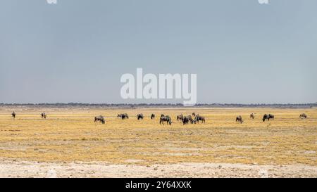 Herde von gnus-Antilopen oder gnus in der Ebene im Etosha-Nationalpark, Namibia, Afrika Stockfoto